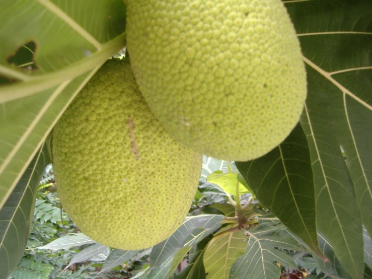 two fruit are growing on a tree nch