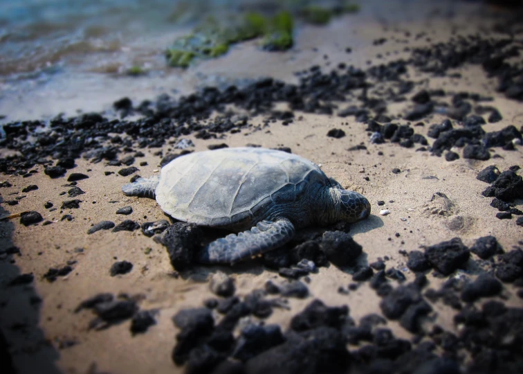 a large turtle laying on top of a beach