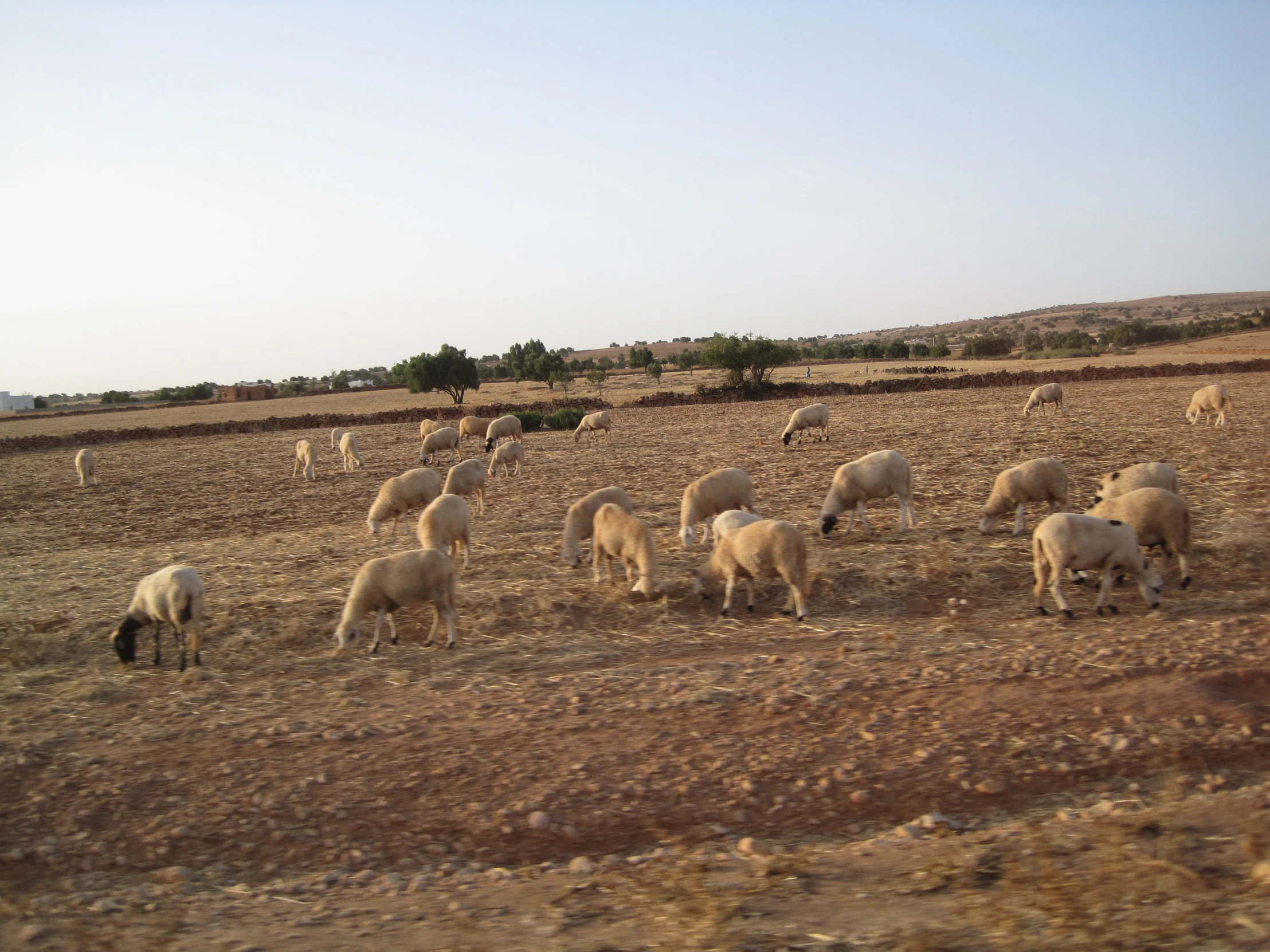 a herd of sheep standing on top of a dry grass field