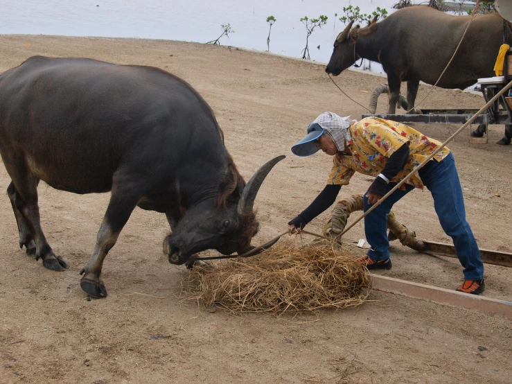 a couple of people that are tending to a buffalo