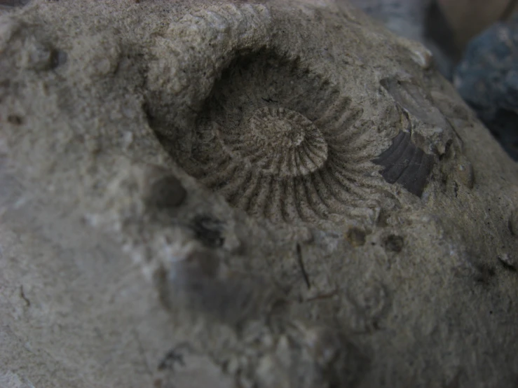 a stone with shells on top and a plant growing out of it