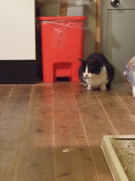 a black and white cat walking on a wooden floor