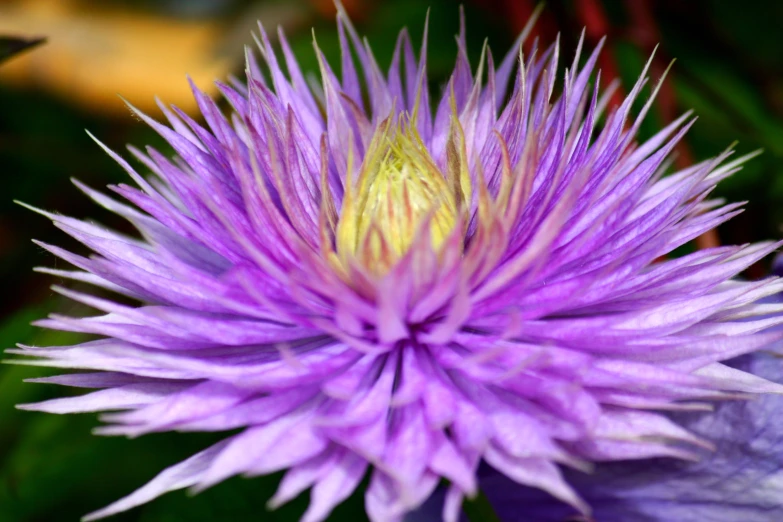 a purple and yellow flower blooming in the sun