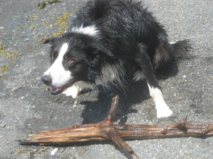 a dog laying on the ground next to a stick