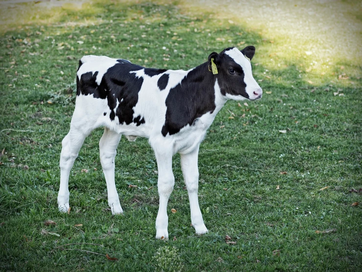 a young cow stands alone in the middle of grass