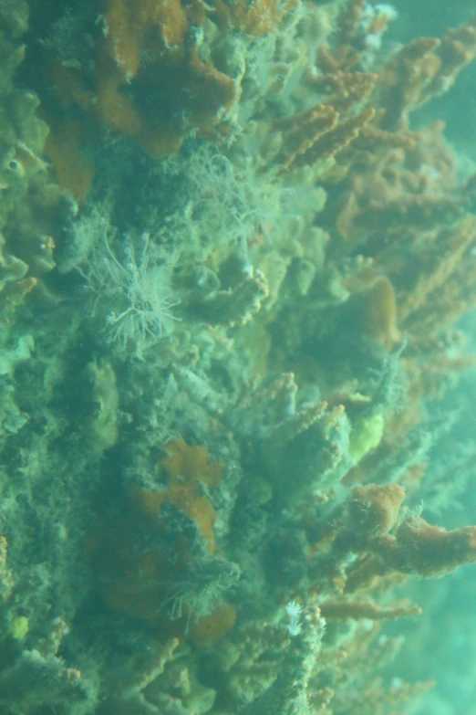 a group of seaweeds that are underwater