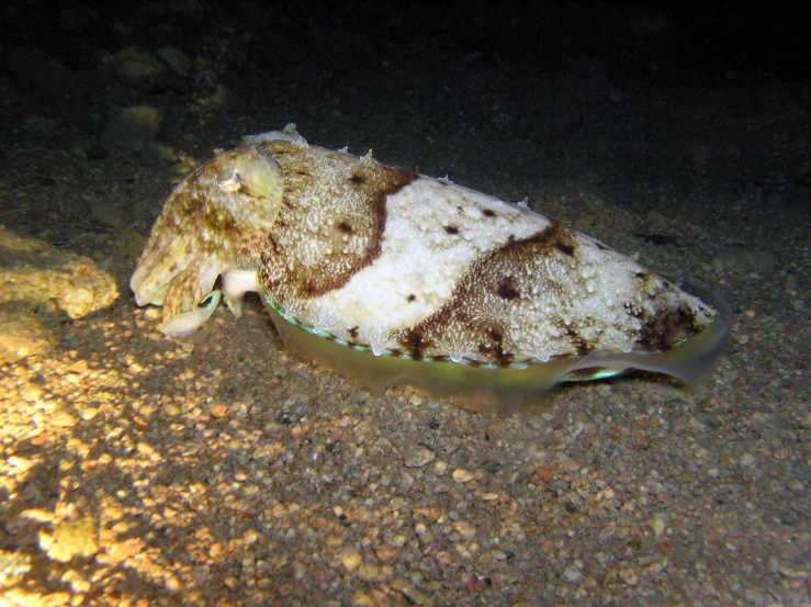 a large white and black animal with brown stripes on it's body