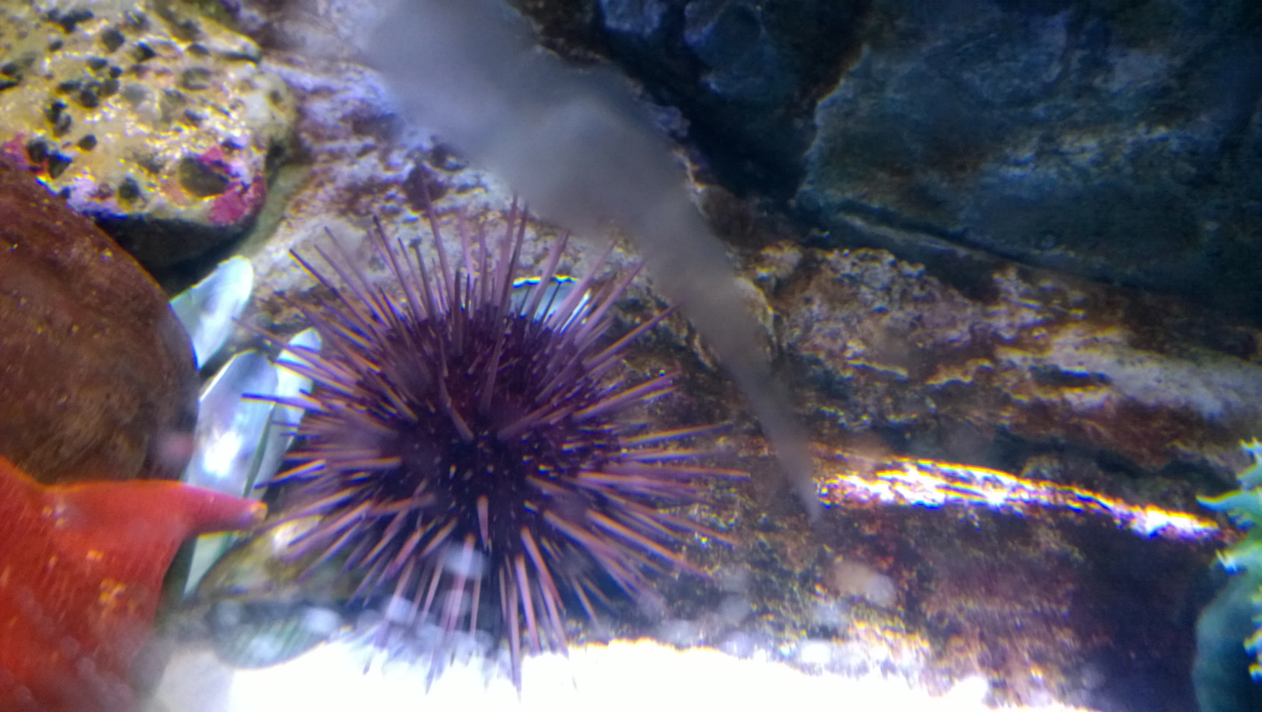 the aquarium has many small colorful seaweeds on it