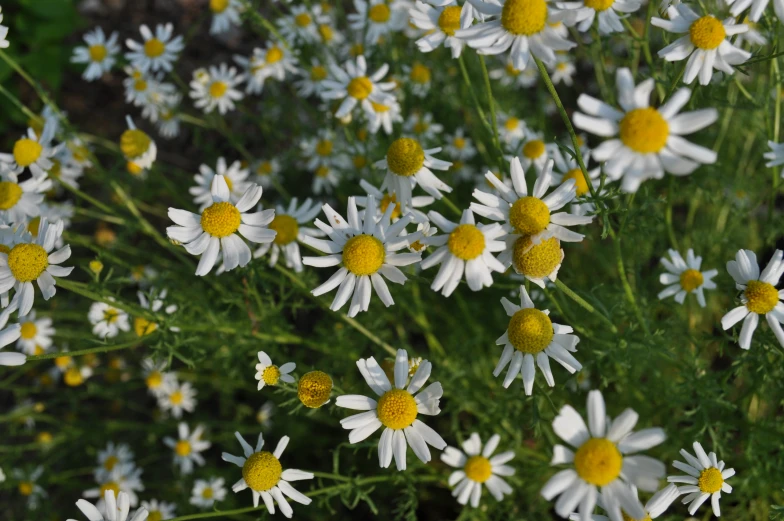 there is white daisies with yellow center near the end