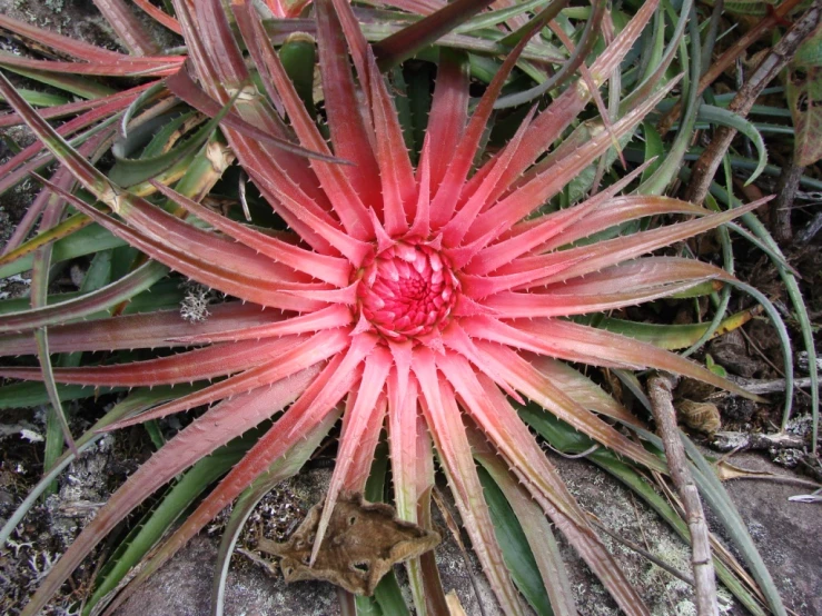 close up view of a red flower surrounded by vegetation