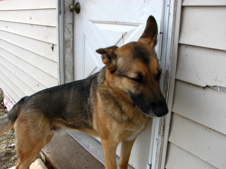 a dog stands in front of a white door