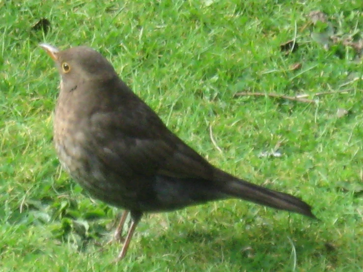 a gray bird sitting in the grass looking for food