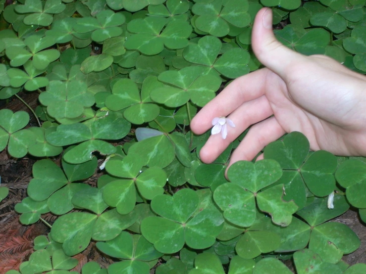 a hand holds a little piece of white stone that is laying among a large leaf