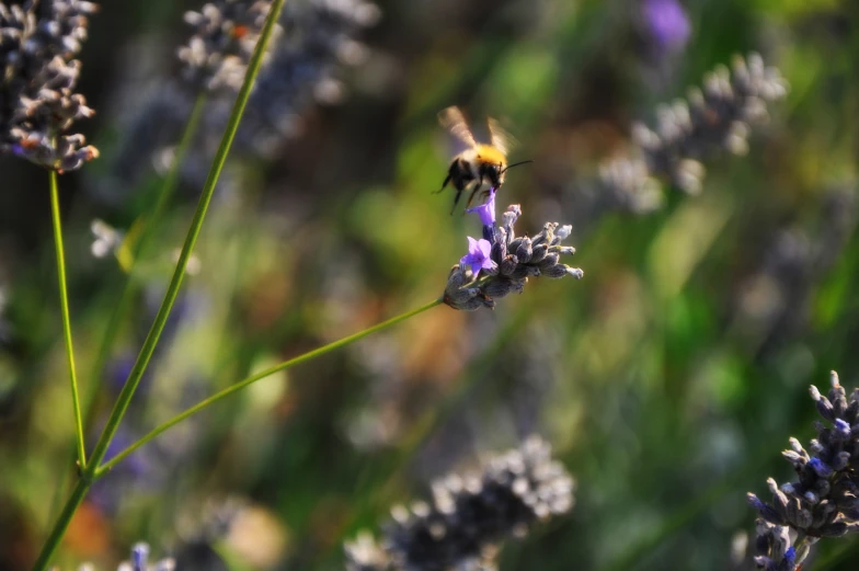 a bee hovers on a plant in an open field