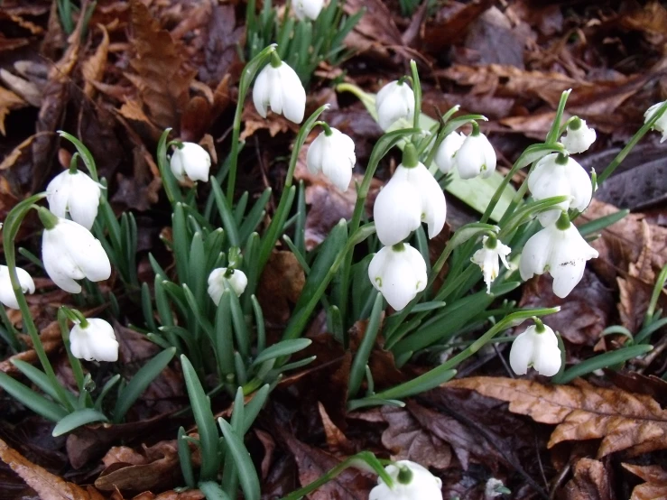 several small white flowers in the leaves