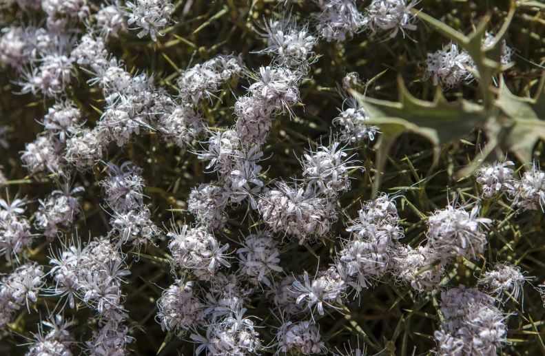 closeup po of flowers and stems with small flowers