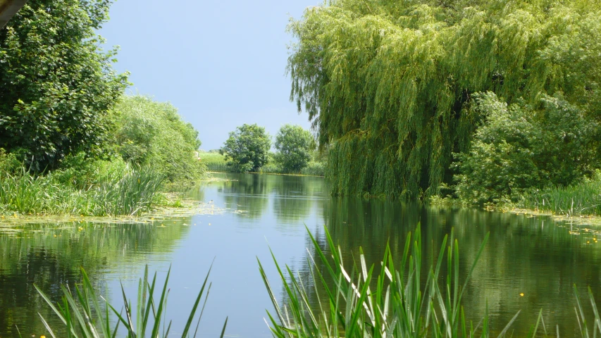 a view of a river, trees and water