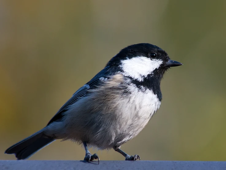 a bird with white and grey feathers is sitting