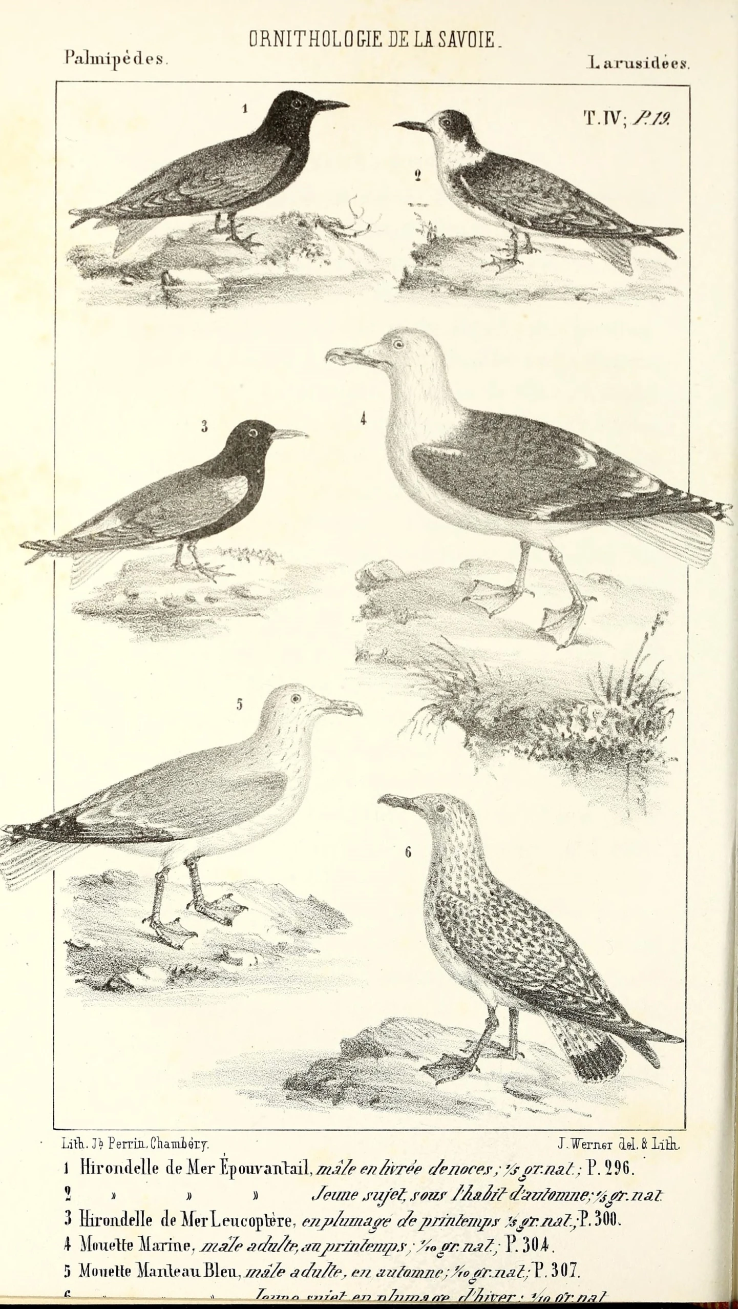 several different kinds of birds in a book