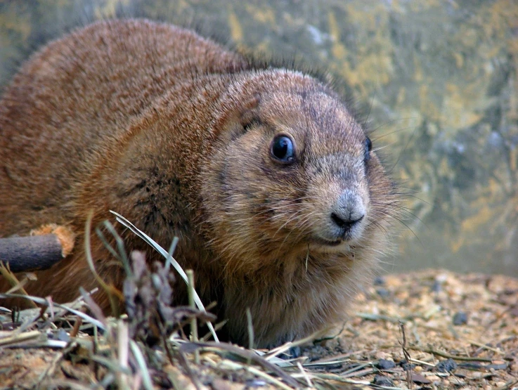 the groundhog is standing near the dry grass