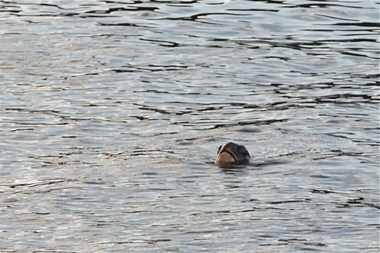 a bird swimming in the water near the beach