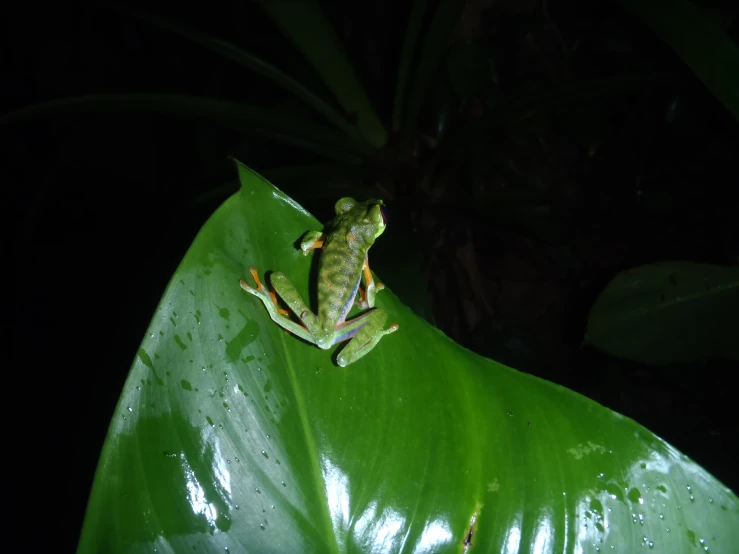 a green frog sits on top of a large leaf