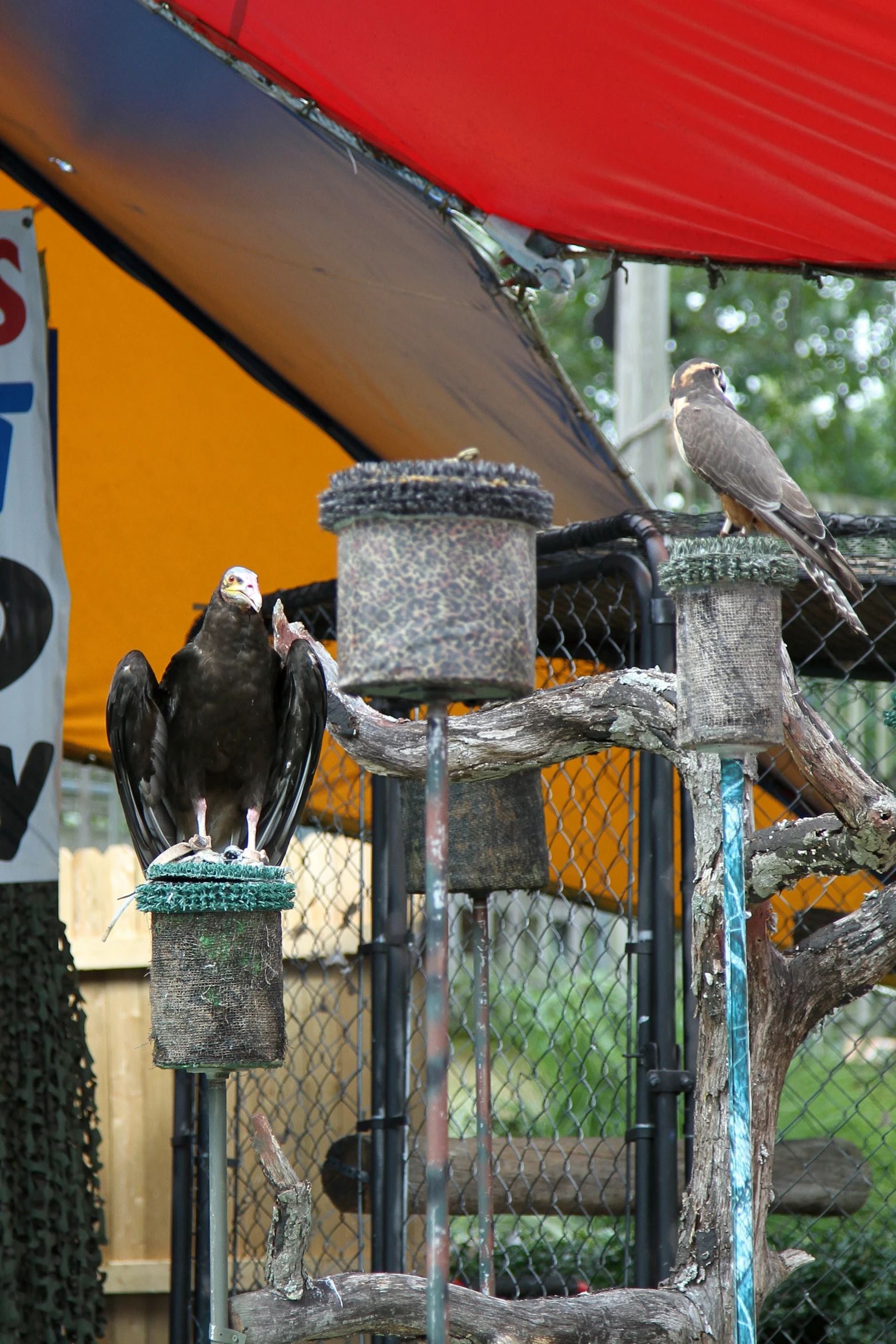 a couple of birds sit on top of various bird feeders