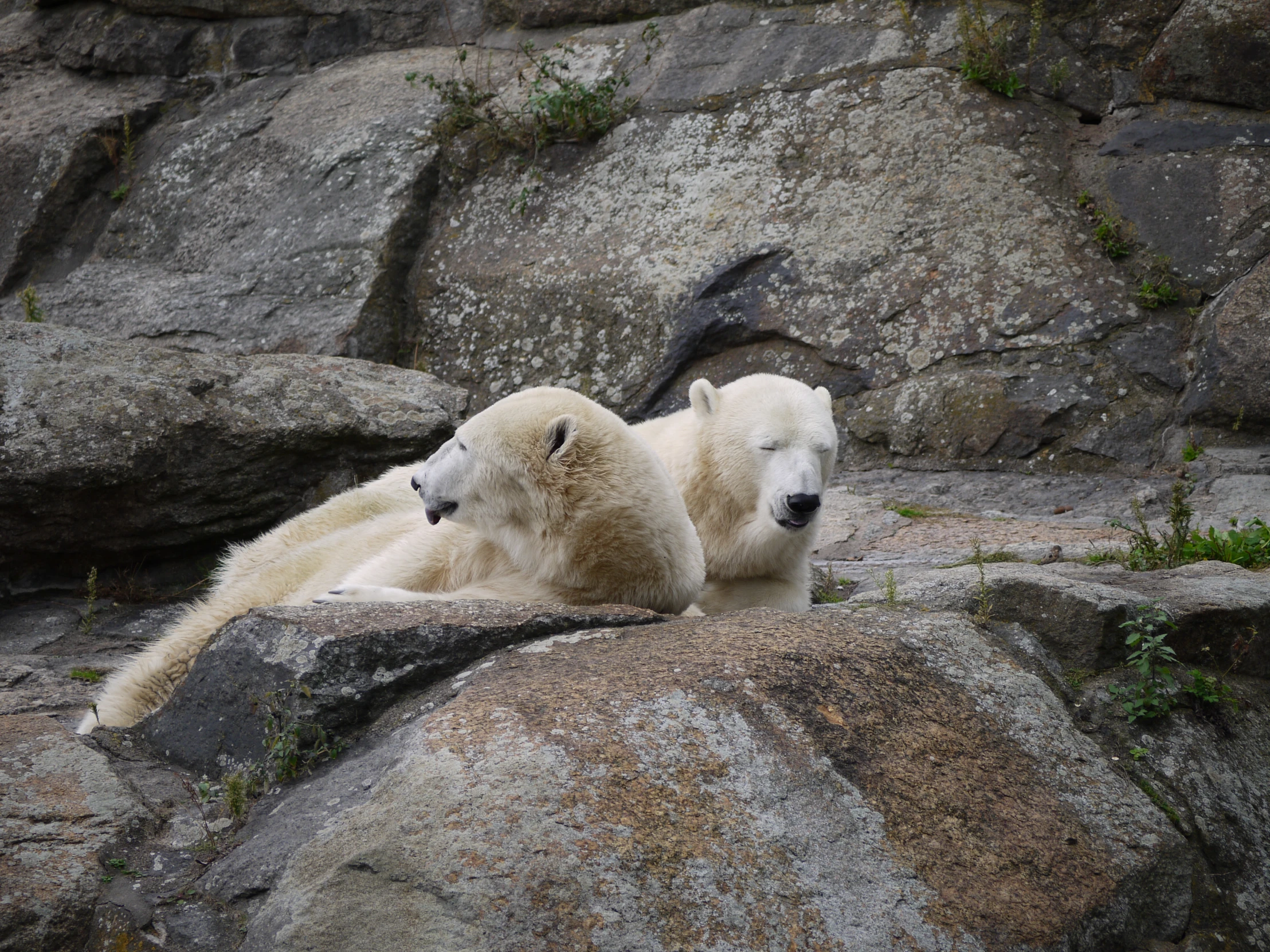 two polar bears are sitting on rocks together