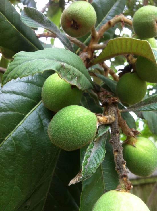 green fruits growing on the tree in the sunshine