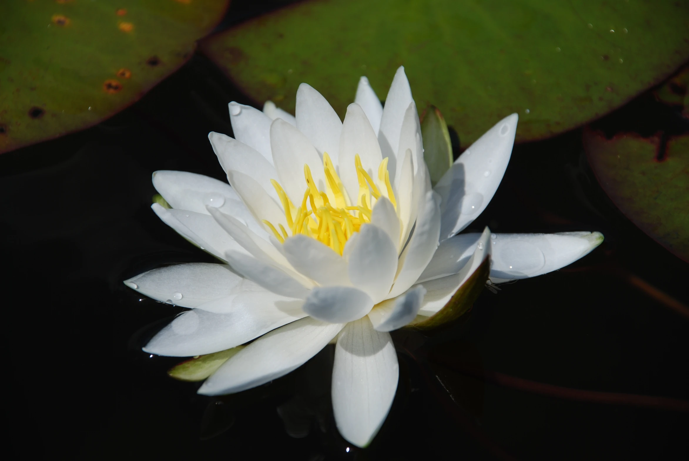 the large white flower is surrounded by waterlilies