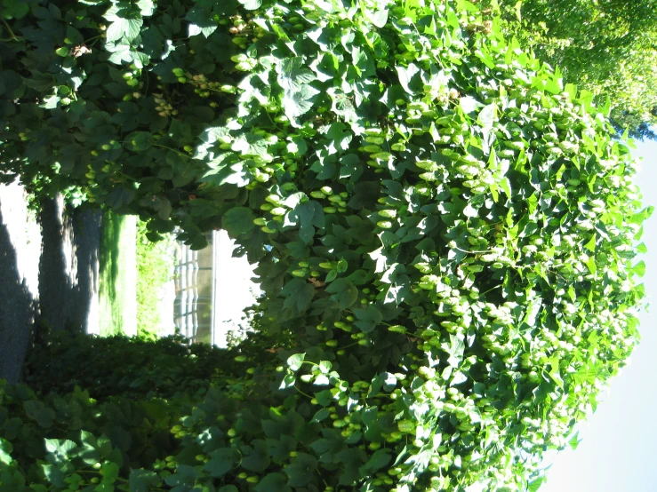 an arch made from the same vegetation as people walk down the path