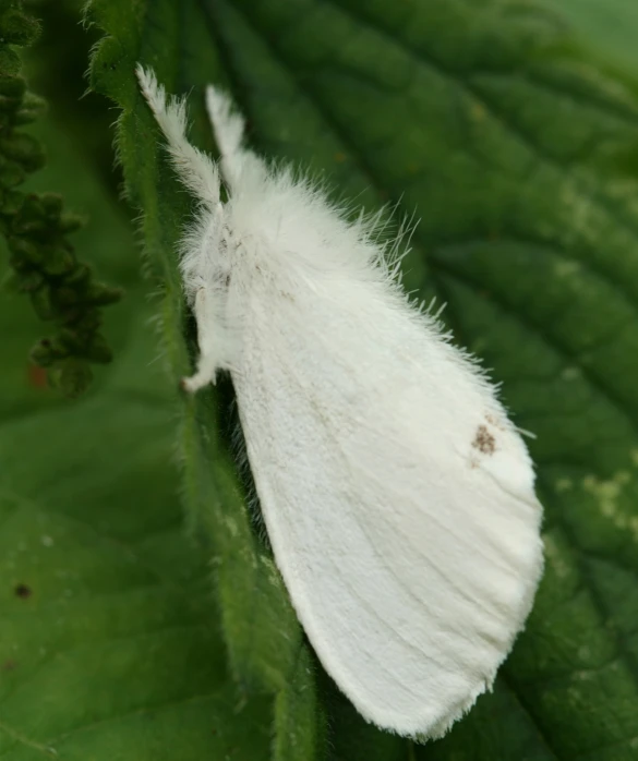 a white insect sits on a leaf as it's eating