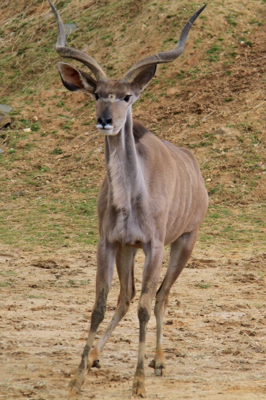 an antelope with large horns running across a dirt area