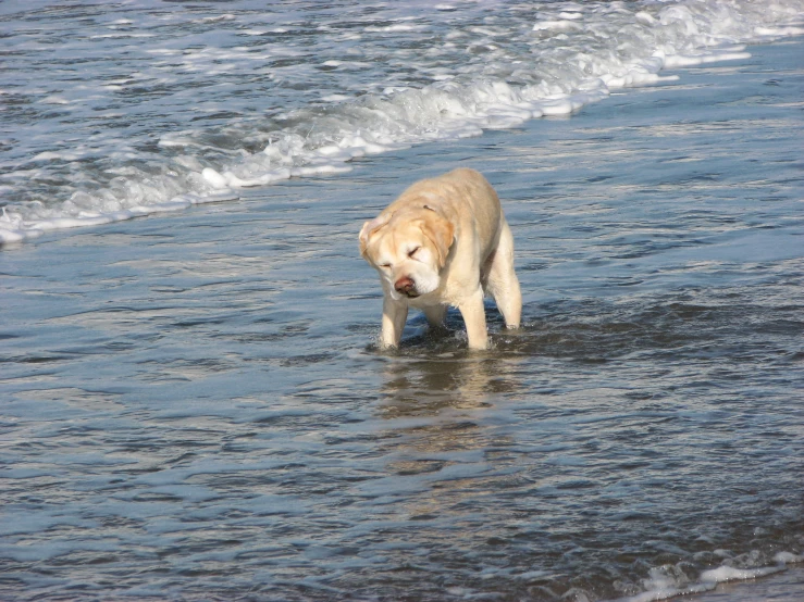 dog standing in the shallows with waves coming in