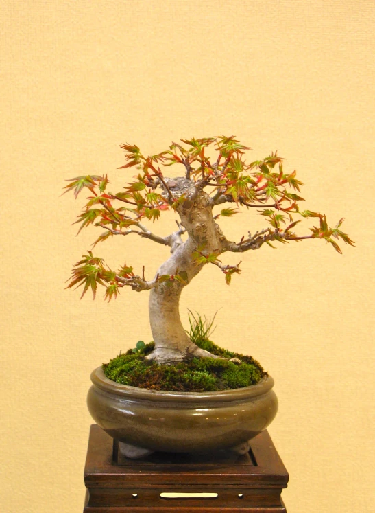 an indoor bonsai tree in a planter on a stand