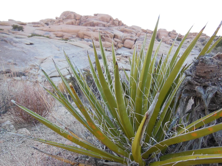 a small, long plant stands in front of a huge rock formation