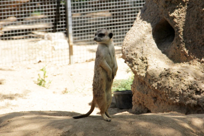 a meerkat stands in the dirt and looks off to the side