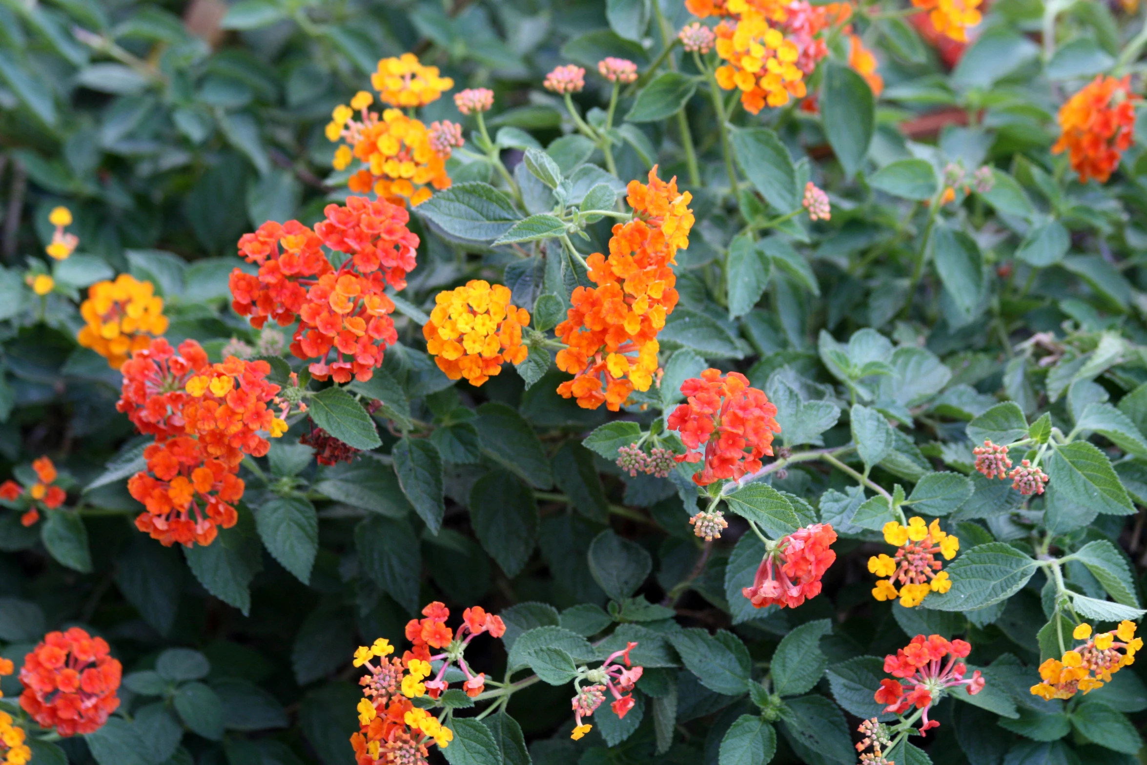 a close up of colorful flowers growing in the ground