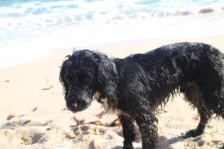 a wet black dog standing on the beach