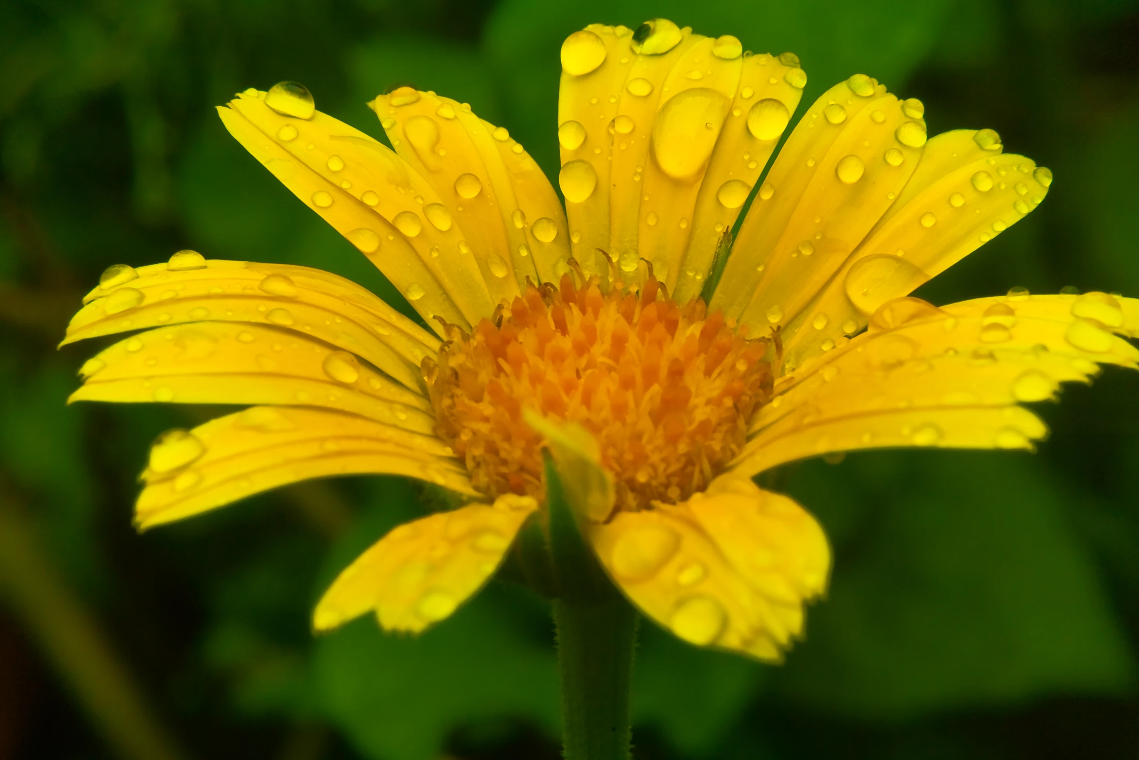 dew covered flower with green background and water drops