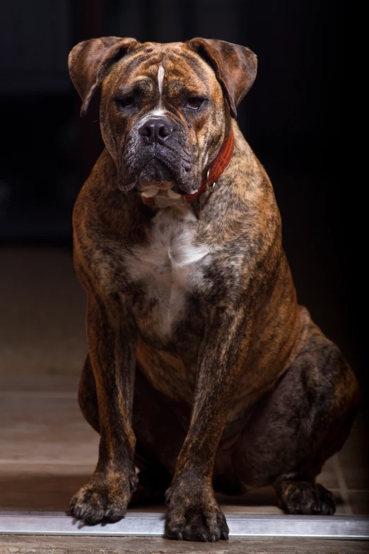 a brown dog with white marks sitting on the floor