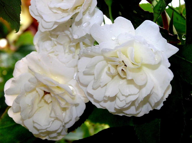 a close up of flowers on a plant with water droplets