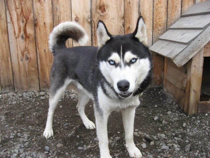 a black and white husky dog next to wooden fence