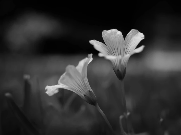 black and white po of flowers in the grass