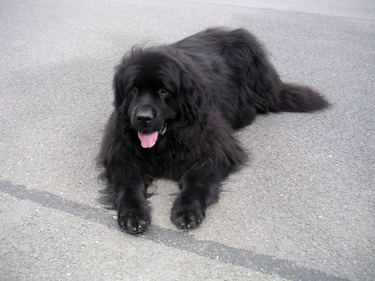 a black fluffy dog lying on cement