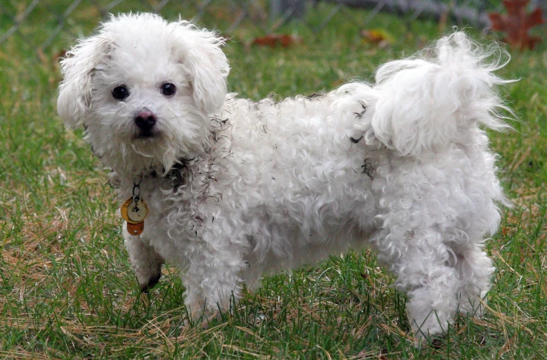 a white dog on a grassy field looking at the camera