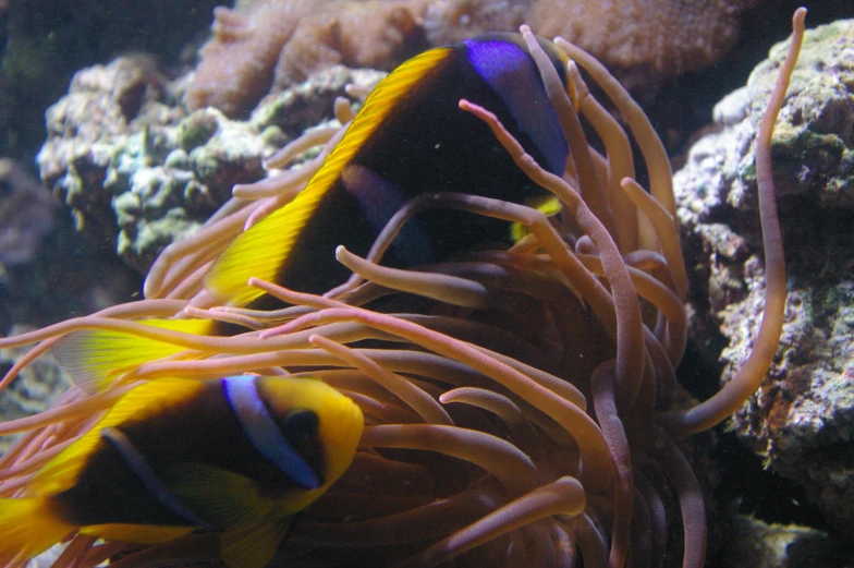 an underwater scene shows a couple of fish swimming over an sea life