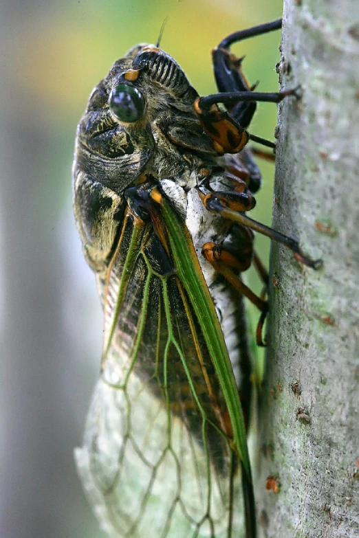 a couple of large bugs sitting on top of a tree