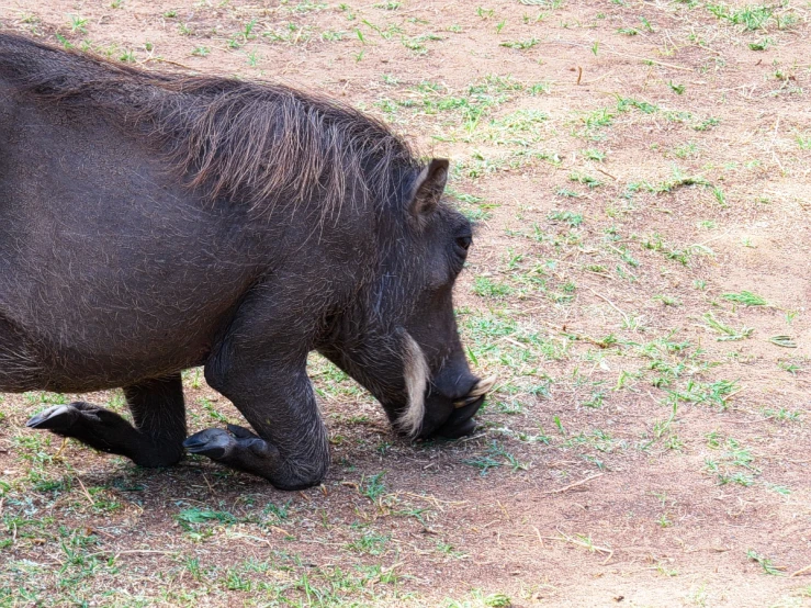 small brown horse walking across a patch of grass