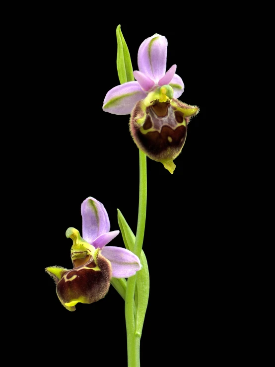 purple and brown orchid flower with a dark background